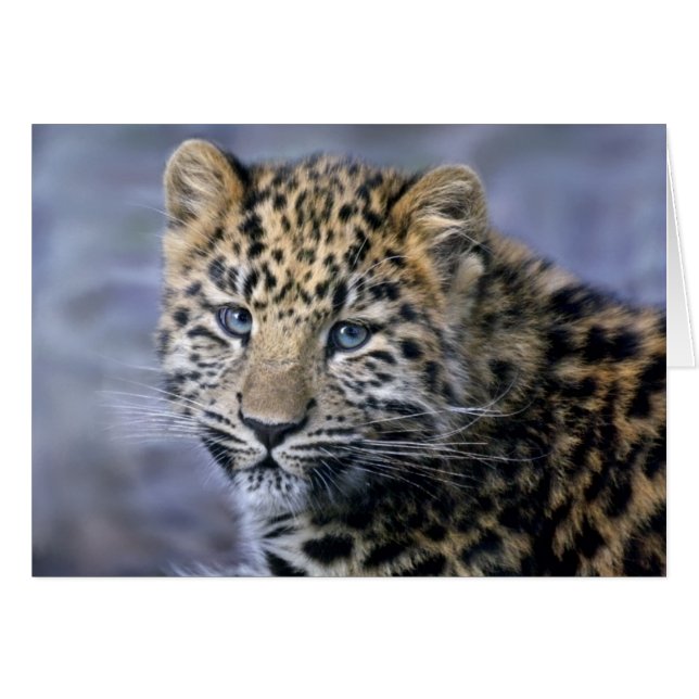Leopard Cub-kaart (Voorkant Horizontaal)