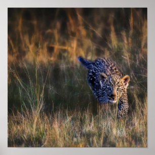 Leopard Cub Panthera Pardus), als gezien in de Poster