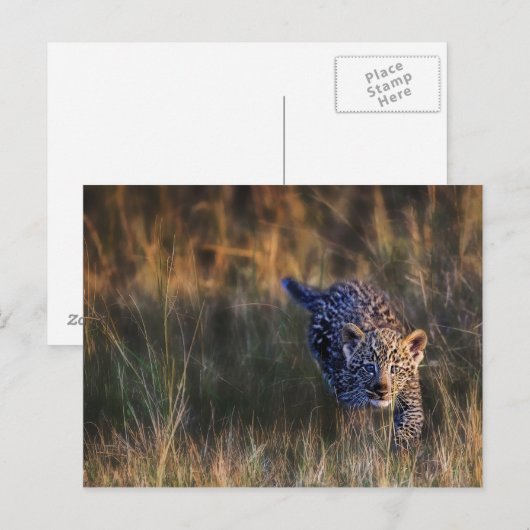Leopard Cub Panthera Pardus Briefkaart (Voorkant / Achterkant)