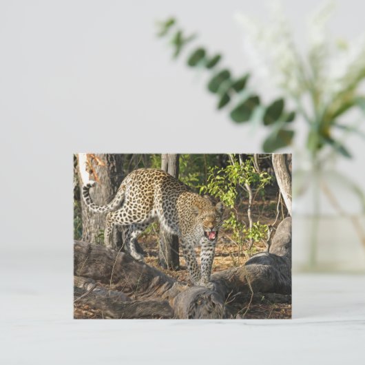 Leopard die op je gromt briefkaart (Staand voorkant)