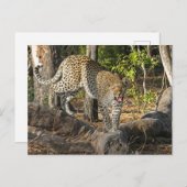 Leopard die op je gromt briefkaart (Voorkant / Achterkant)