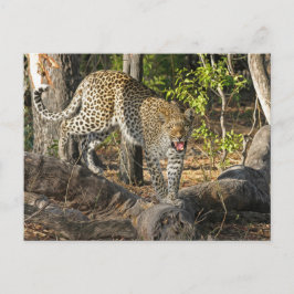 Leopard die op je gromt briefkaart