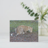 Leopard draait zijn hoofd naar ons toe briefkaart (Staand voorkant)