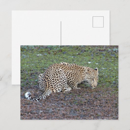 Leopard draait zijn hoofd naar ons toe briefkaart (Voorkant / Achterkant)