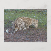Leopard draait zijn hoofd naar ons toe briefkaart (Voorkant)