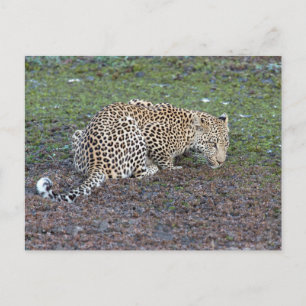 Leopard draait zijn hoofd naar ons toe briefkaart