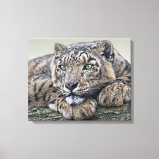 Leopard Dreaming Wrapped Canvas Afdruk (Voorkant)