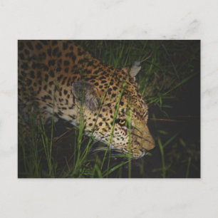 Leopard drink wilde safari-briefkaarten briefkaart