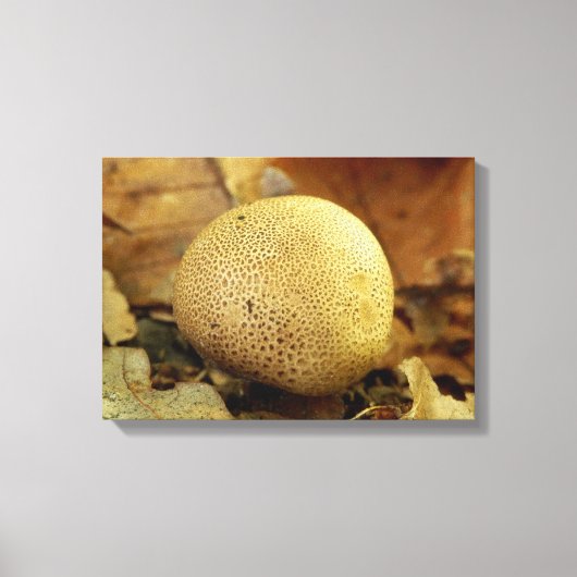 Leopard Earthball Fungus Canvas Print (Voorkant)