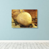 Leopard Earthball Fungus Canvas Print (Insitu (Houten vloer))