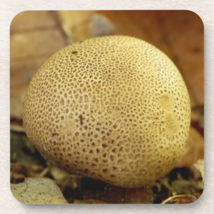 Leopard Earthball Fungus Hard Plastic Onderzetters