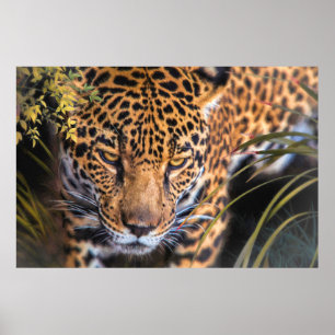 LEOPARD ENCOUNTER POSTER