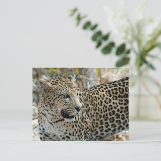 Leopard Face Side Uitzicht Briefkaart (Staand voorkant)