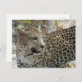 Leopard Face Side Uitzicht Briefkaart (Voorkant / Achterkant)
