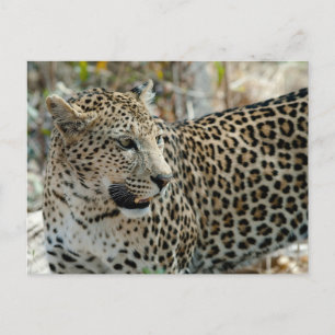 Leopard Face Side Uitzicht Briefkaart