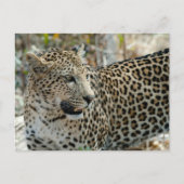 Leopard Face Side Uitzicht Briefkaart (Voorkant)