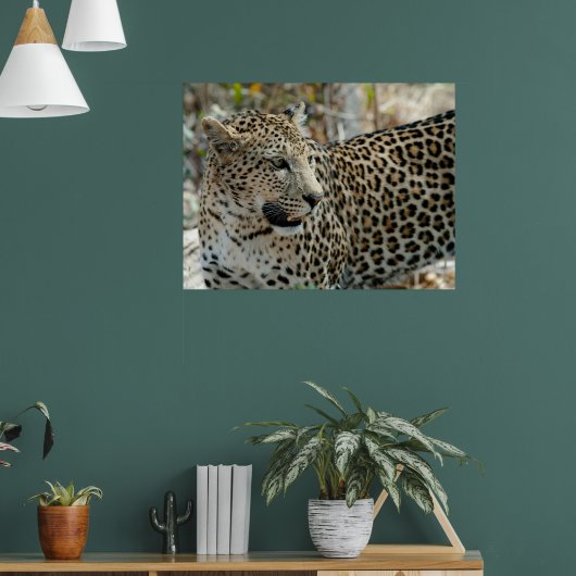Leopard Face Side Uitzicht Poster (Woonkamer 1)