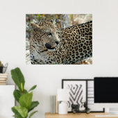 Leopard Face Side Uitzicht Poster (Thuiskantoor)