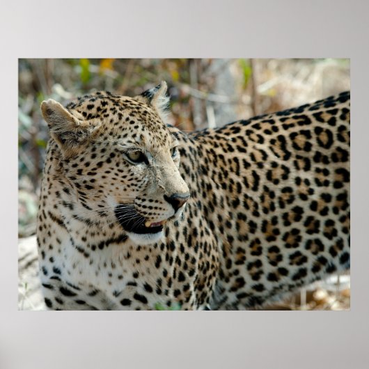 Leopard Face Side Uitzicht Poster (Voorkant)