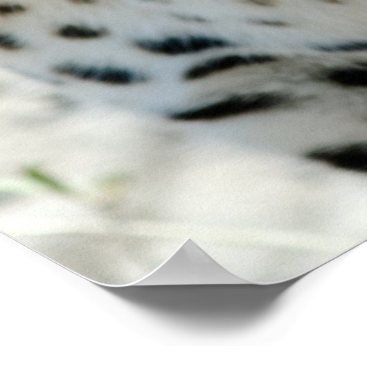 Leopard Face Side Uitzicht Poster (Hoek)