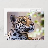 Leopard-foto Briefkaart (Voorkant / Achterkant)