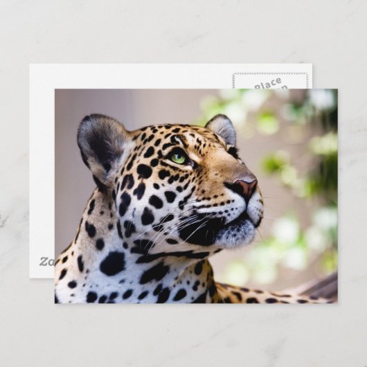 Leopard-foto Briefkaart (Voorkant / Achterkant)