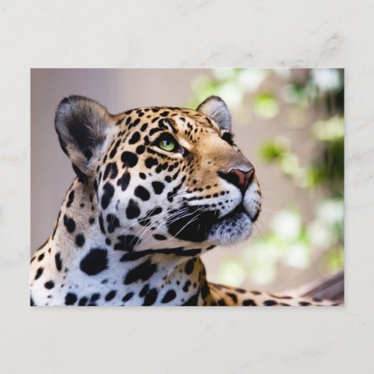 Leopard-foto Briefkaart (Voorkant)