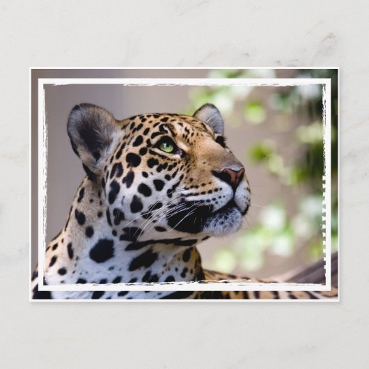 Leopard-foto Briefkaart (Voorkant)