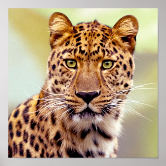 Leopard-foto Poster (Voorkant)