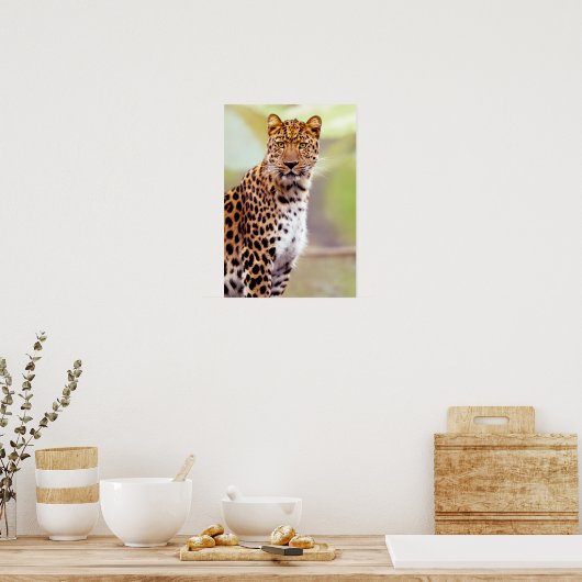 Leopard-foto Poster (Keuken)