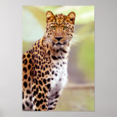 Leopard-foto Poster (Voorkant)