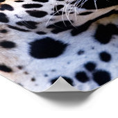 Leopard-foto Poster (Hoek)