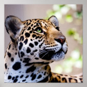 Leopard-foto Poster (Voorkant)