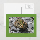 Leopard Frog Briefkaart (Voorkant / Achterkant)