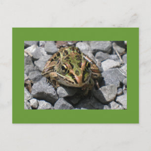 Leopard Frog Briefkaart