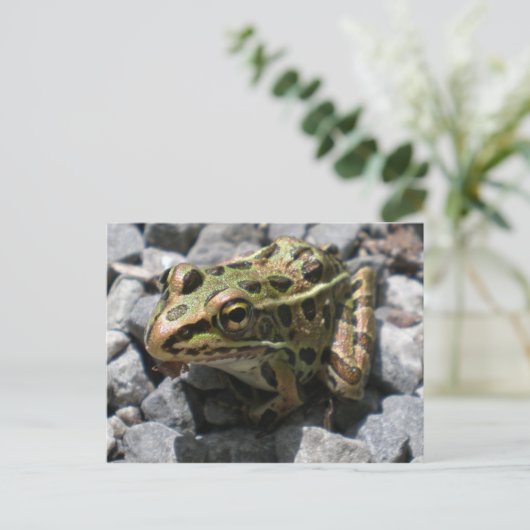 Leopard Frog Post Card Briefkaart (Staand voorkant)