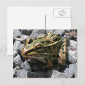 Leopard Frog Post Card Briefkaart (Voorkant / Achterkant)