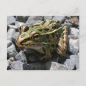 Leopard Frog Post Card Briefkaart (Voorkant)