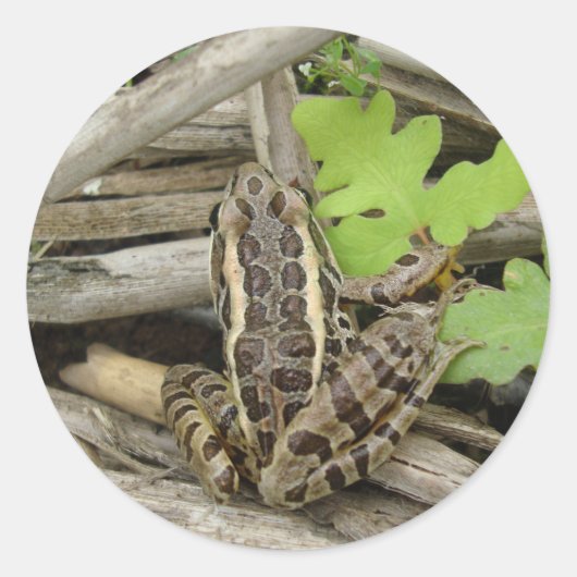 Leopard Frog Sticker (Voorkant)
