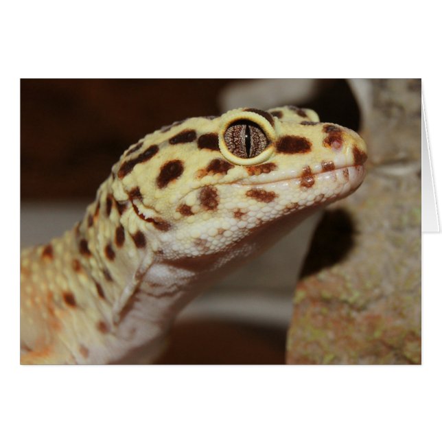 Leopard Gecko (Voorkant Horizontaal)