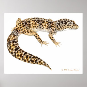 Leopard Gecko Art Print