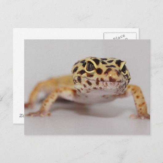 Leopard Gecko Briefkaart (Voorkant / Achterkant)