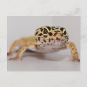 Leopard Gecko Briefkaart (Voorkant)