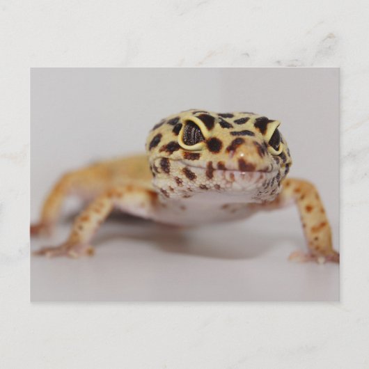Leopard Gecko Briefkaart (Voorkant)