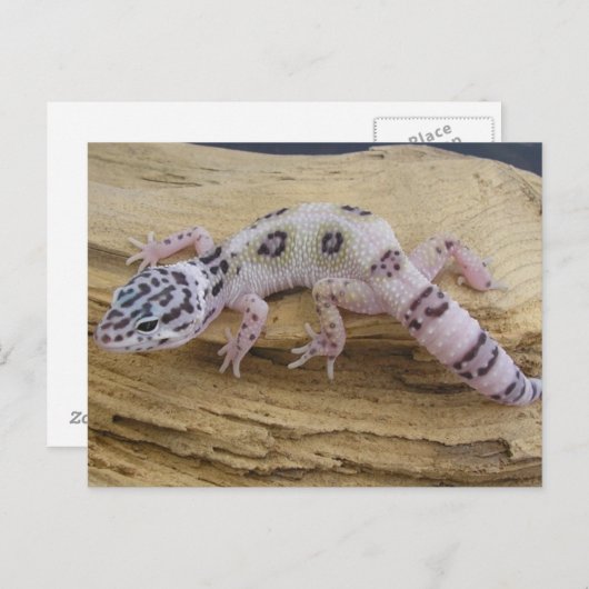Leopard Gecko Briefkaart (Voorkant / Achterkant)