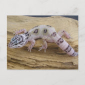Leopard Gecko Briefkaart (Voorkant)