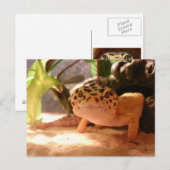 Leopard Gecko-Briefkaart Briefkaart (Voorkant / Achterkant)