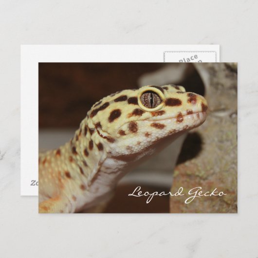 Leopard Gecko-Briefkaart Briefkaart (Voorkant / Achterkant)