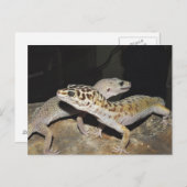 Leopard gecko-design voor alle gekko-liefhebbers! briefkaart (Voorkant / Achterkant)