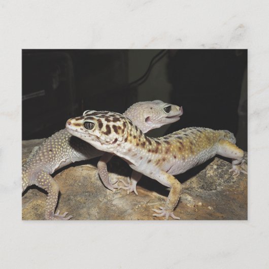Leopard gecko-design voor alle gekko-liefhebbers! briefkaart (Voorkant)
